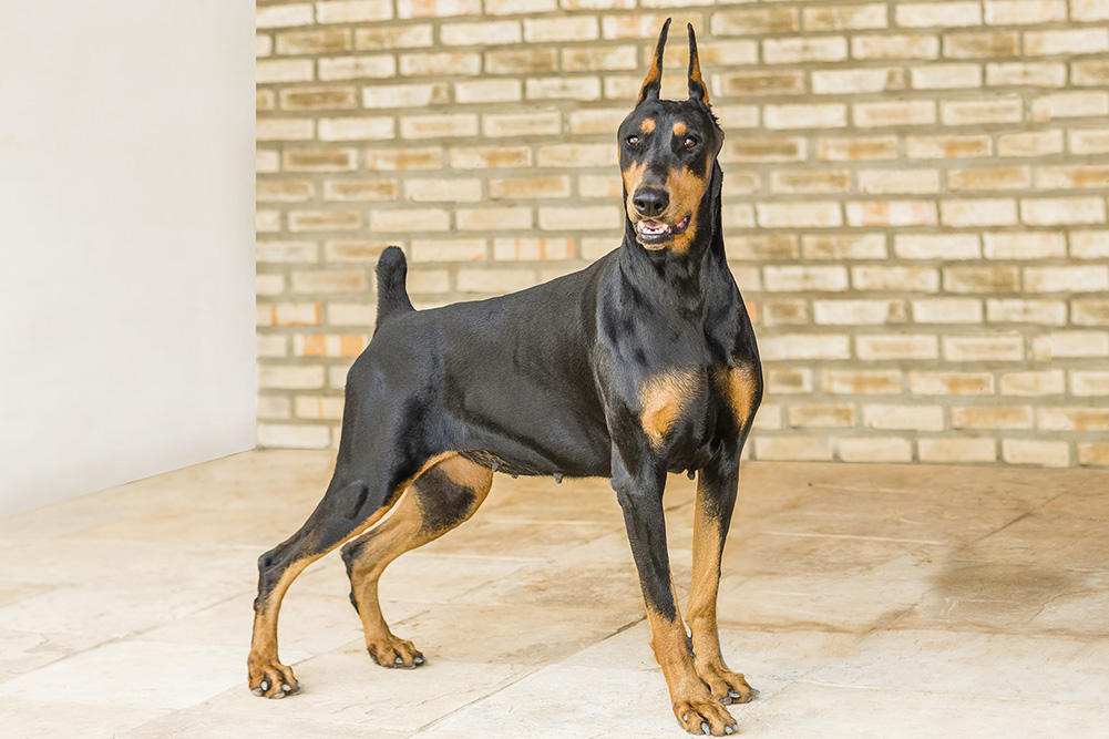 Conheça o Doberman